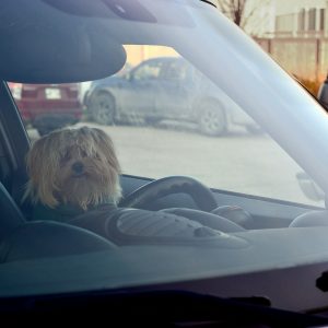 Car Pet Odor Eliminator: Eliminate Unpleasant Smell at Once