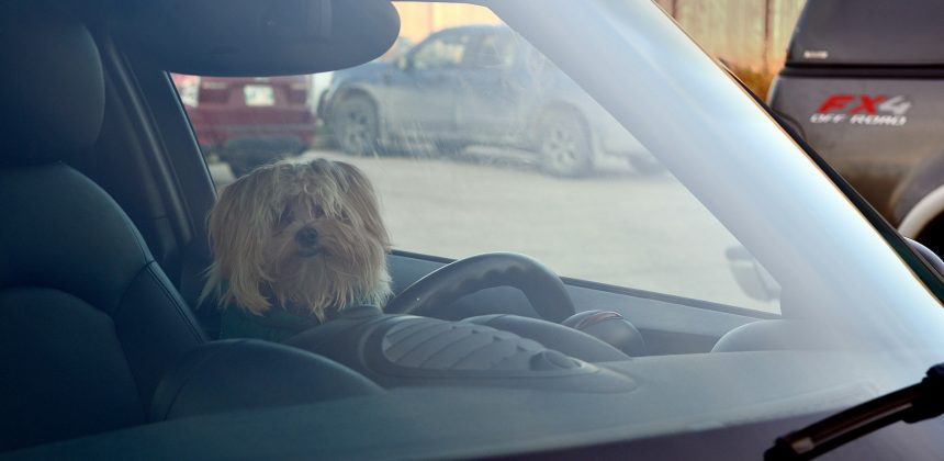 Car Pet Odor Eliminator: Eliminate Unpleasant Smell at Once